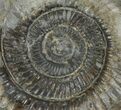 Dactylioceras Ammonite Fossil - England #100458-1